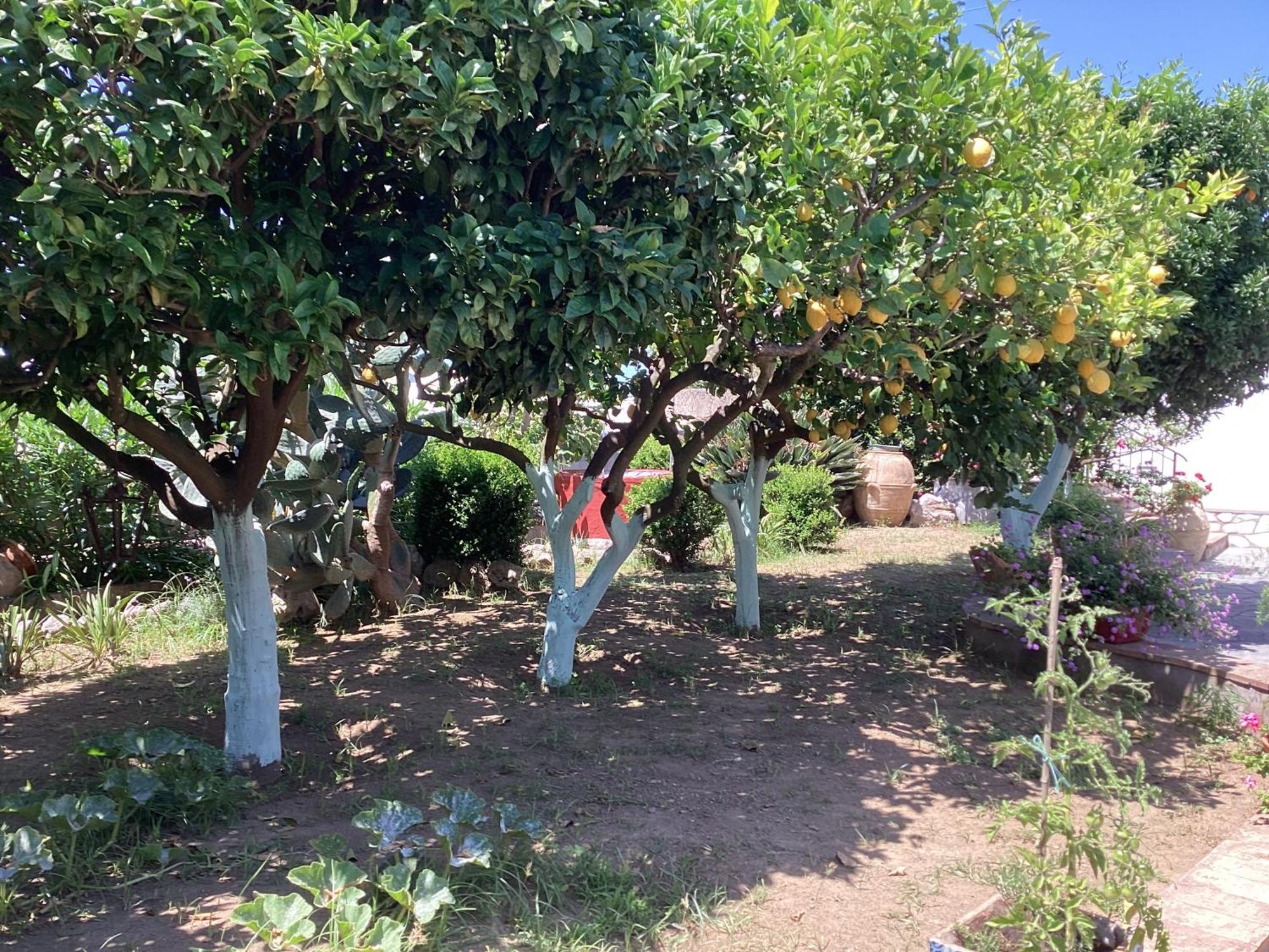 B&B Casetta Minghitto Anacapri  Bagian luar foto